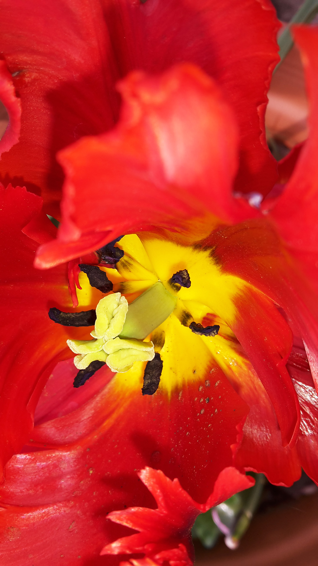 Extreme close up of Red front garden flower